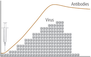 Immunity in action